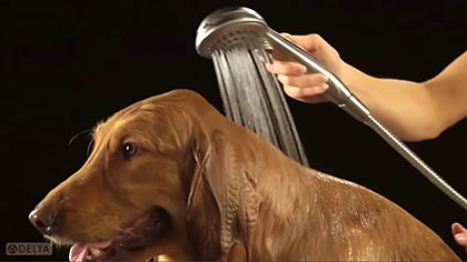 Delta In2ition Dog with Hand Shower